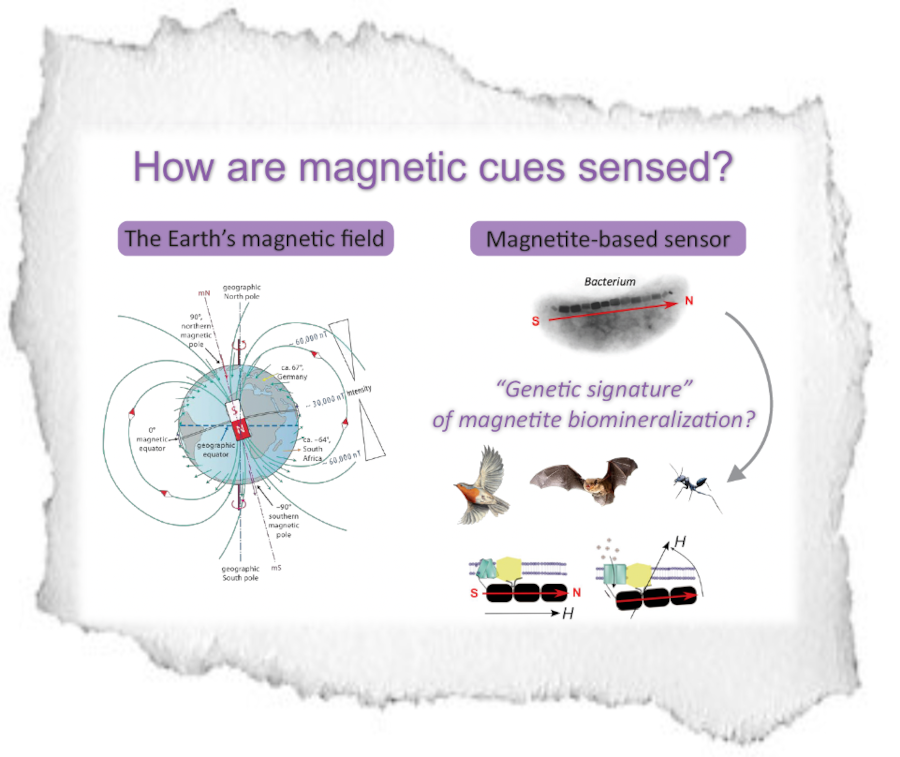 Navisense Magnetwahrnehmung Teilprojekt