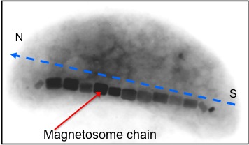 Magnetosome chain Bakterium