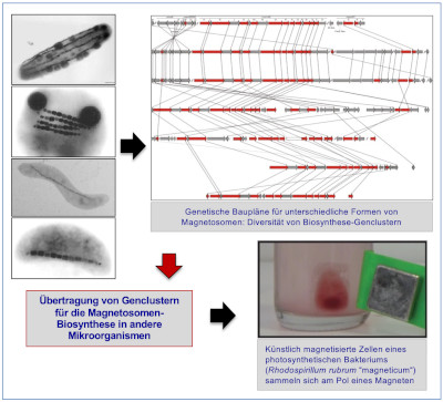 Synthetic Biology Magbiosyn