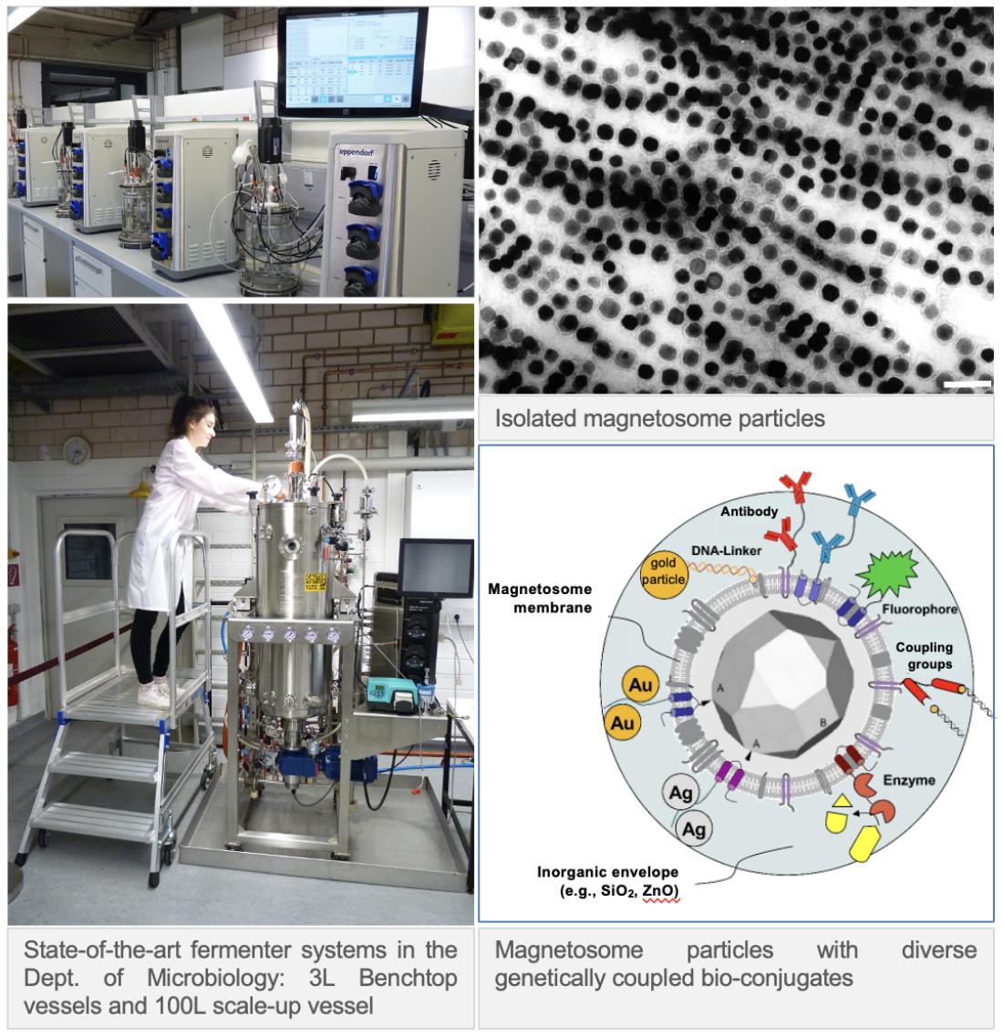 Functionalized magnetic nanoparticles