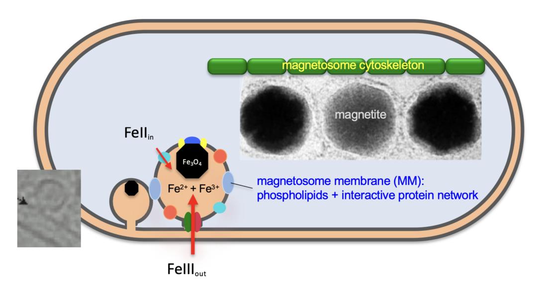 Magbiosyn