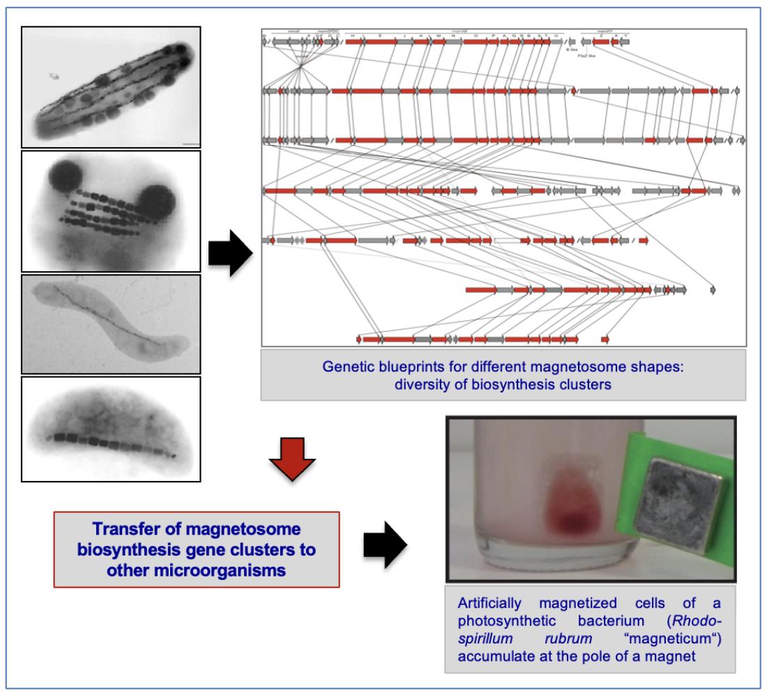 Synthetic Biology Magbiosyn