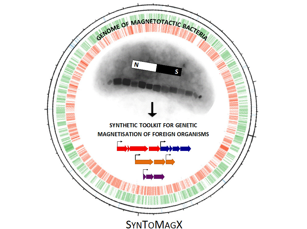 SYNTOMAGX