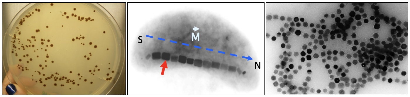 Colonies_MTB-cell_magnetosomes